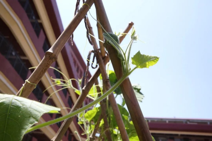 二十四节气之立夏丨春去夏犹清，人间重晚晴