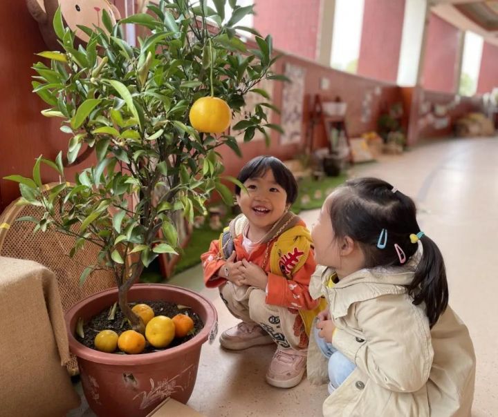 天元幼微课程 | 橘子探秘之旅